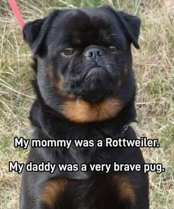 My mommy was a Rottweiler. My daddy was a very brave pug.