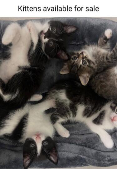 Kittens available for sale