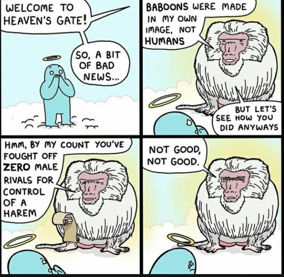 BABOONS WERE MADE IN MY OWN IMAGE NOT HUMANS WELCOME TO HEAVENS GATE FOUGHT OFF ZERO MALE RIVALS FOR CONTROL