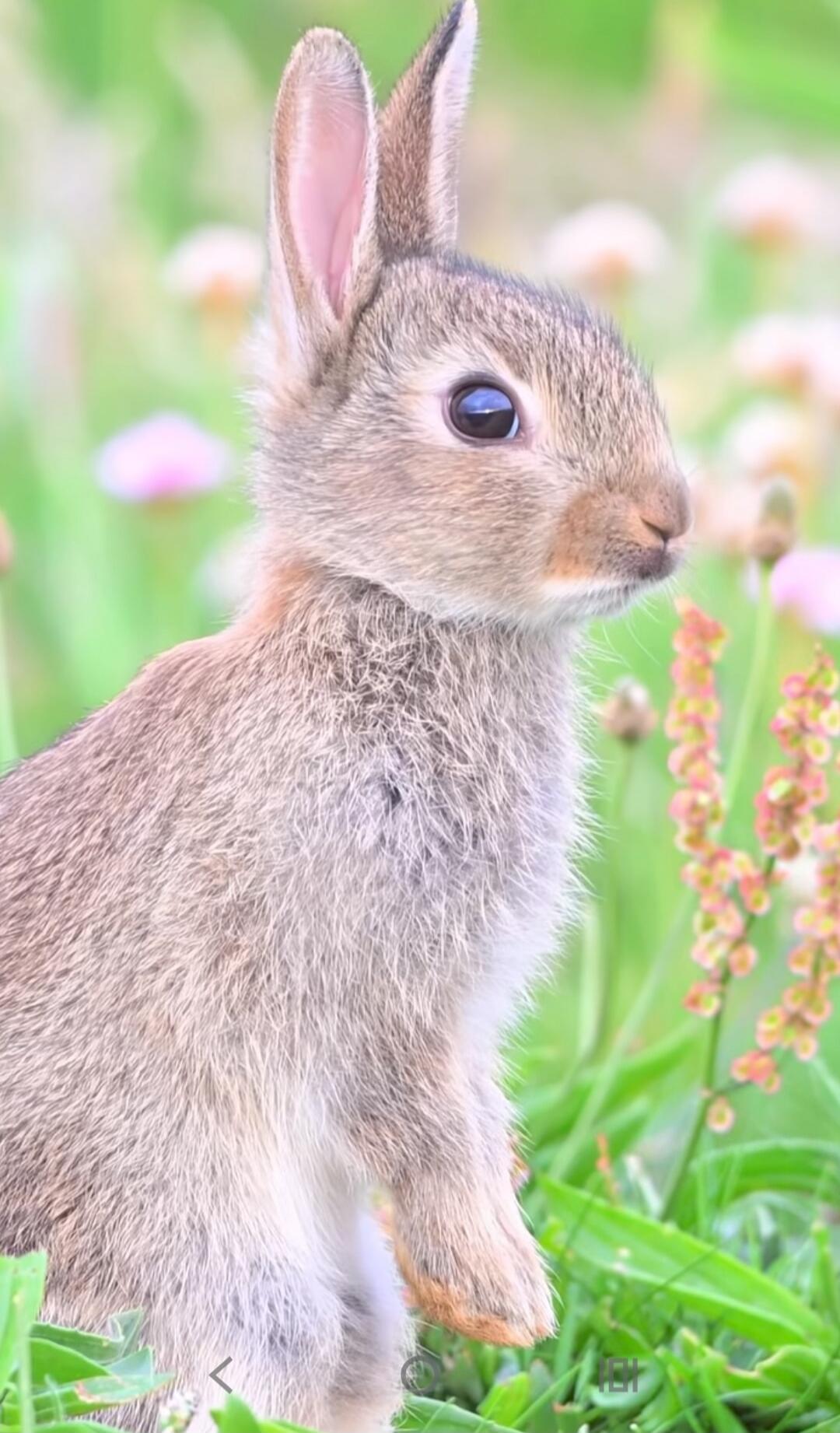 A cute rabbit in a meadow.