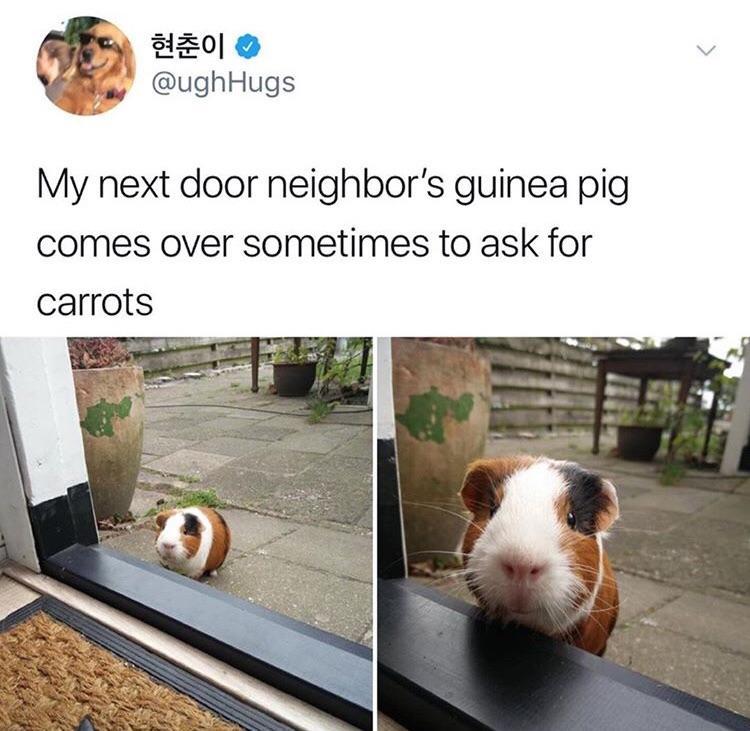 a 20 y 74 S ughHugs My next door neighbors guinea pig comes over sometimes to ask for carrots