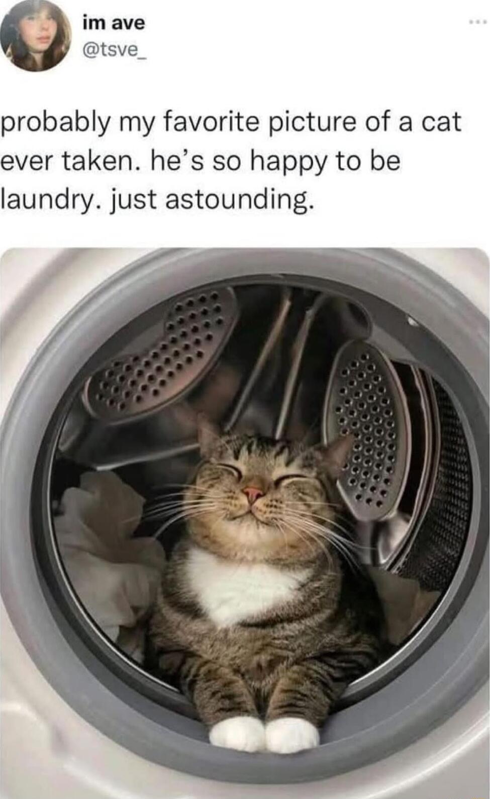 probably my favorite picture of a cat ever taken hes so happy to be laundry just astounding
