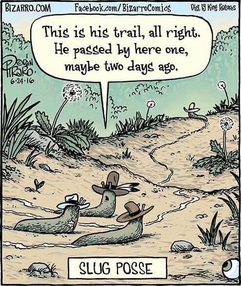 BIZARROCOM _ FacebookcomBizarroComied Vil Kin o Thi i hig trail all right He pageed Ly here one wmaybe two Aagg ago SLUG POSSE
