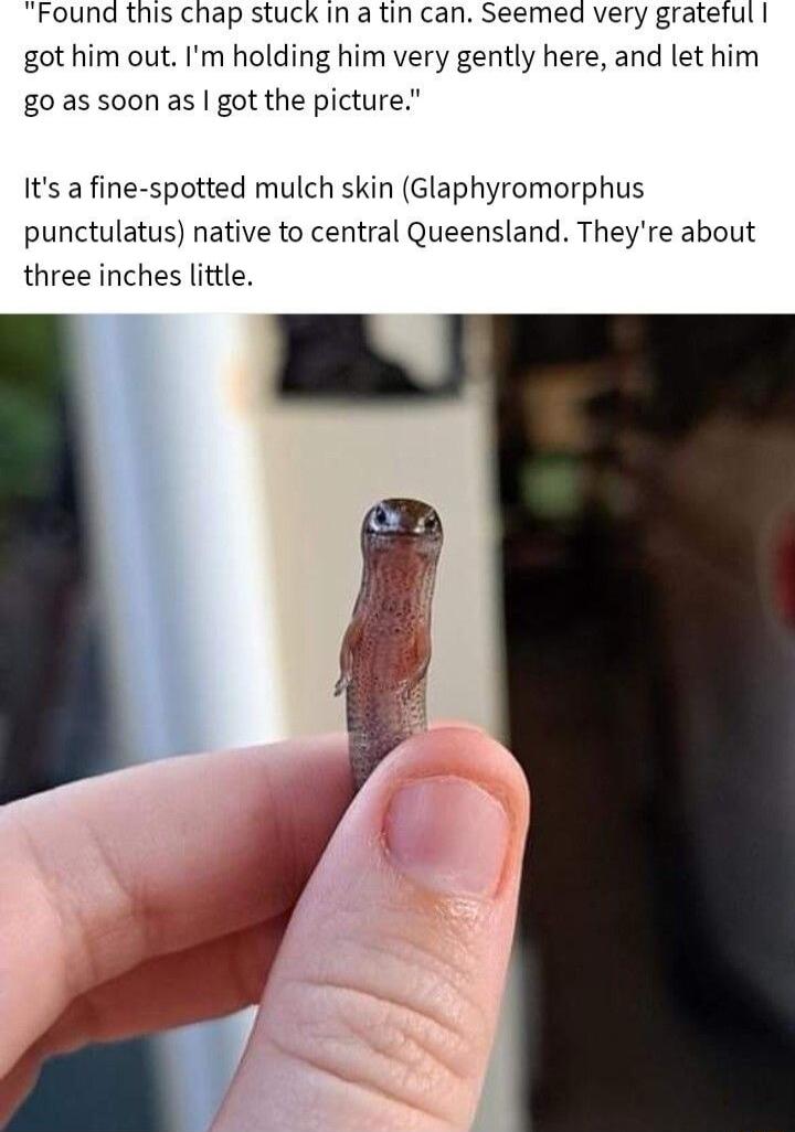 Found this chap stuck in a tin can Seemed very grateful got him out m holding him very gently here and let him g0 as soon as got the picture Its a fine spotted mulch skin Glaphyromorphus punctulatus native to central Queensland Theyre about three inches little