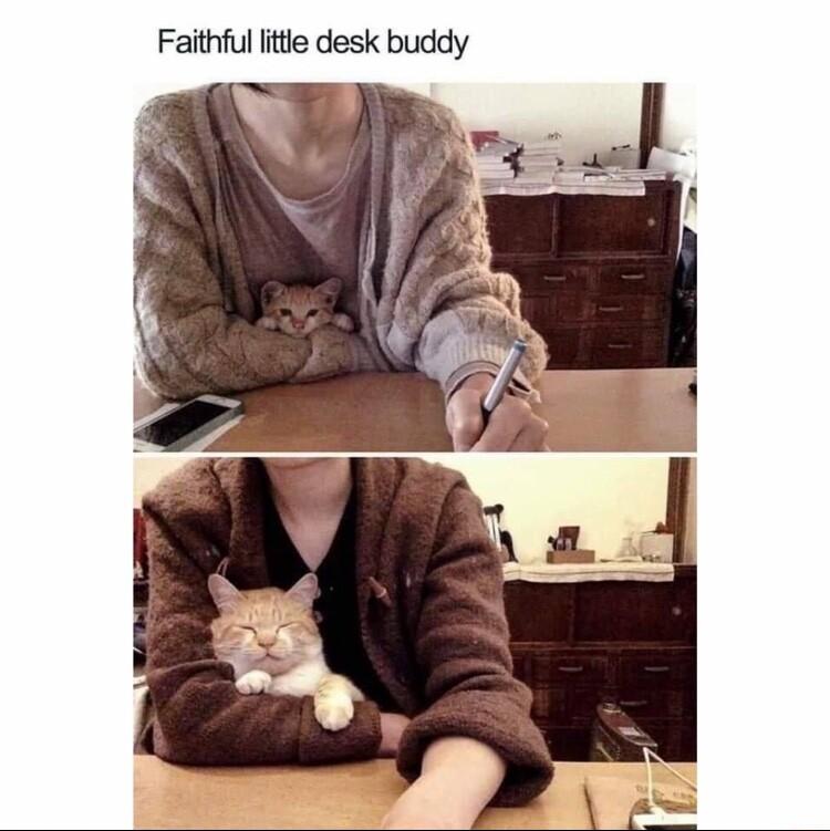 Faithful litle desk buddy