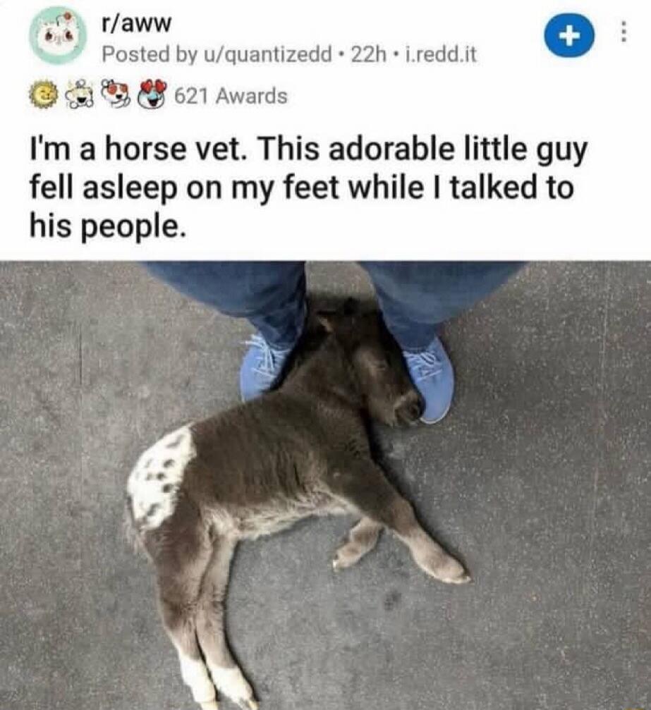 I'm a horse vet. This adorable little guy fell asleep on my feet while I talked to his people.