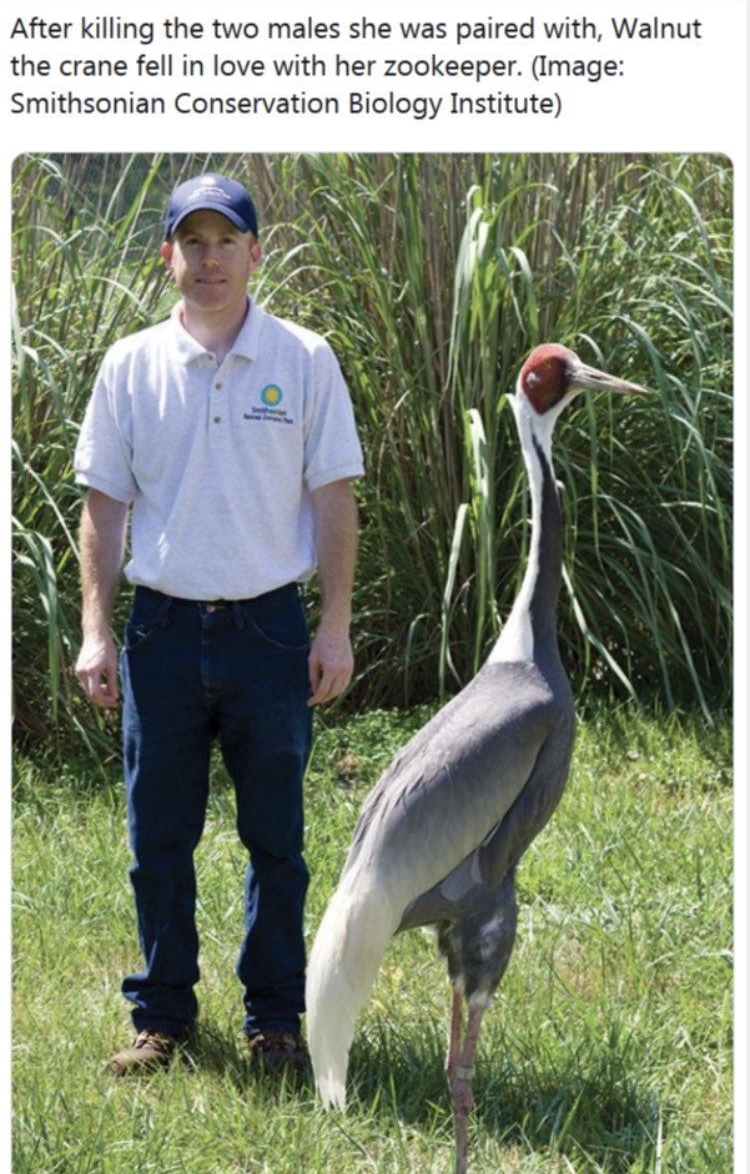 1130 PM After killing the two males she was paired with Walnut the crane fell in love with her zookeeper Image Smithsonian Conservation Biology Institute