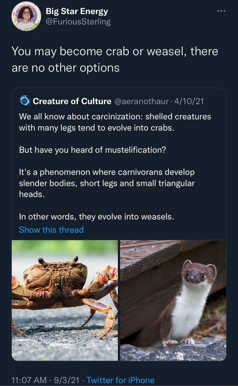 21185 Tl 172412 FuriousSterling You may become crab or weasel there are no other options Creature of Culture aeranothaur 41021 We all know about carcinization shelled creatures W N EYWAET ER TaTo R o NVo VR To1 eXelg Y o N But have you heard of mustelification IS Wola T le g oTo T T MUY G ST R TH R TV o T g e VT e o 5V lo STl oTe o aTeT g Y To e RS s EV R AT PV o1 heads In other words they evolve 