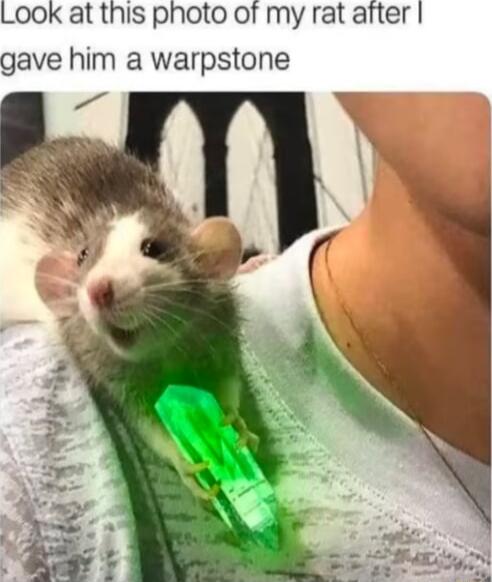 LOOK at this photo of my rat after gave him a warpstone