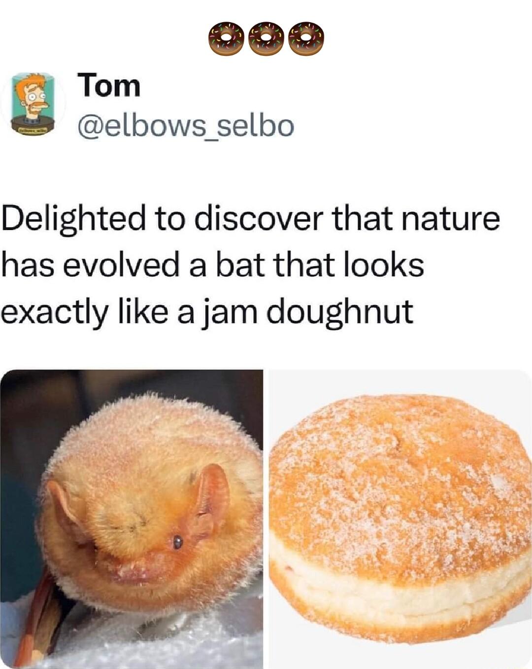 Tom elbows selbo Delighted to discover that nature has evolved a bat that looks exactly like a jam doughnut