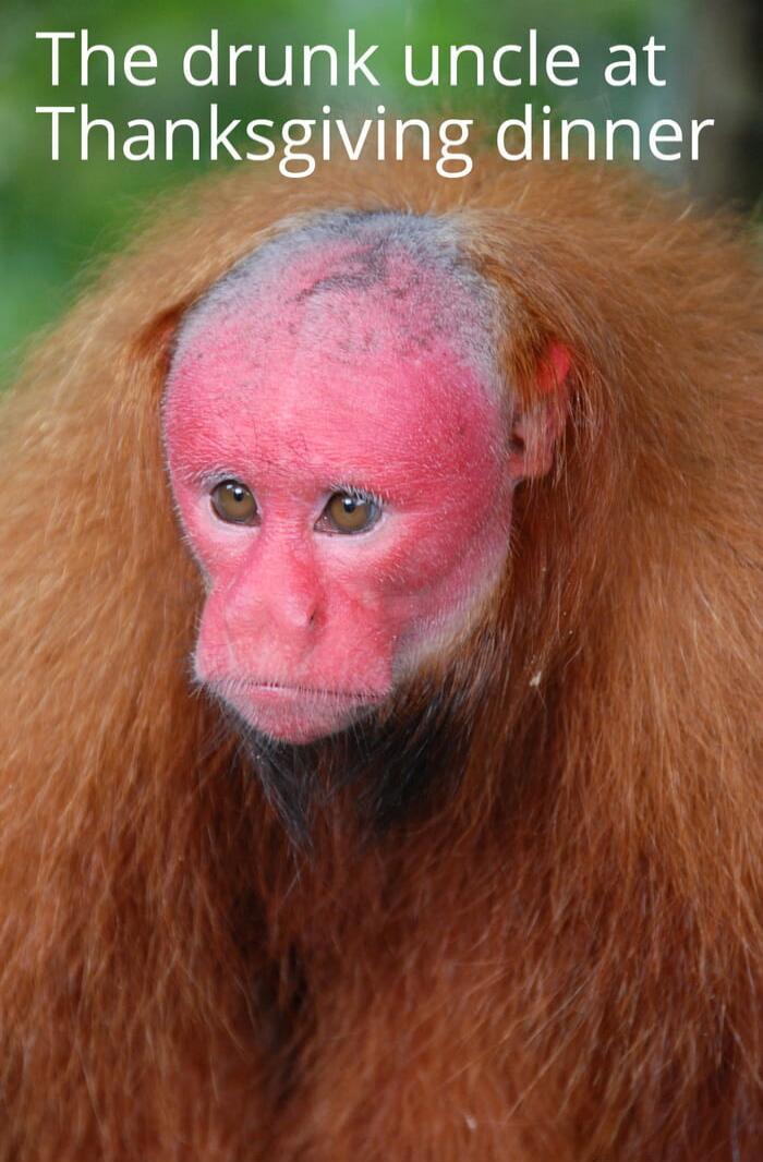 The drunk uncle at Thanksgiving dinner