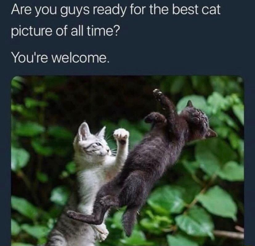 Are you guys ready for the best cat picture of all time Youre welcome