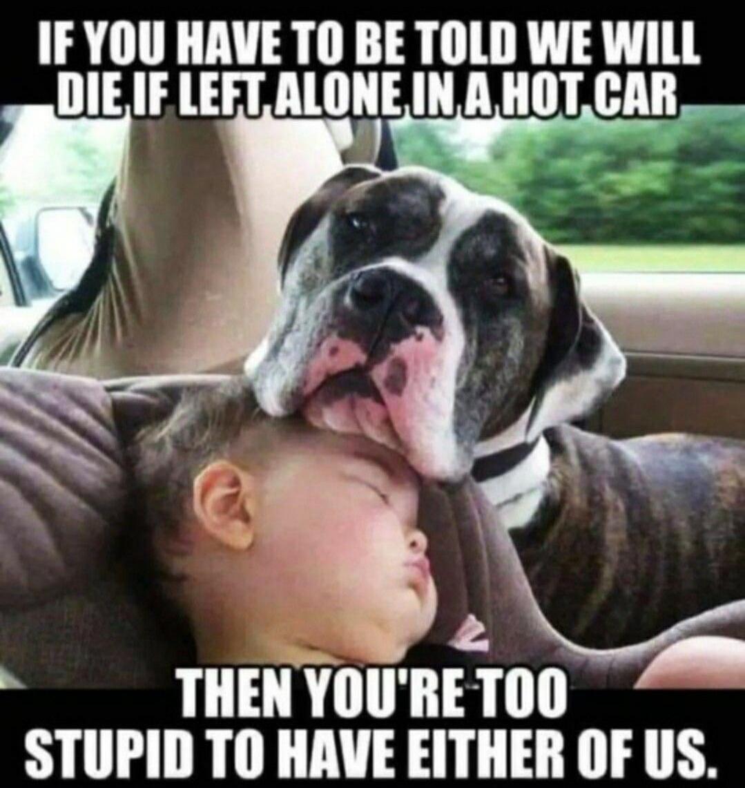 IF YOU HAVE TO BE TOLD WE WILL DIE IF LEFT ALONE IN A HOT CAR THEN YOU'RE TOO STUPID TO HAVE EITHER OF US.