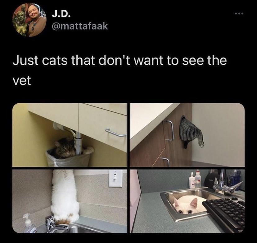 g JD 124 CIIENEIEE Just cats that dont want to see the vet