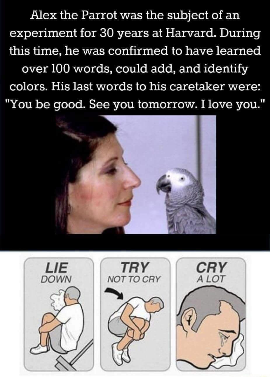 Alex the Parrot was the subject of an experiment for 30 years at Harvard During this time he was confirmed to have learned over 100 words could add and identify colors His last words to his caretaker were You be good See you tomorrow I love you