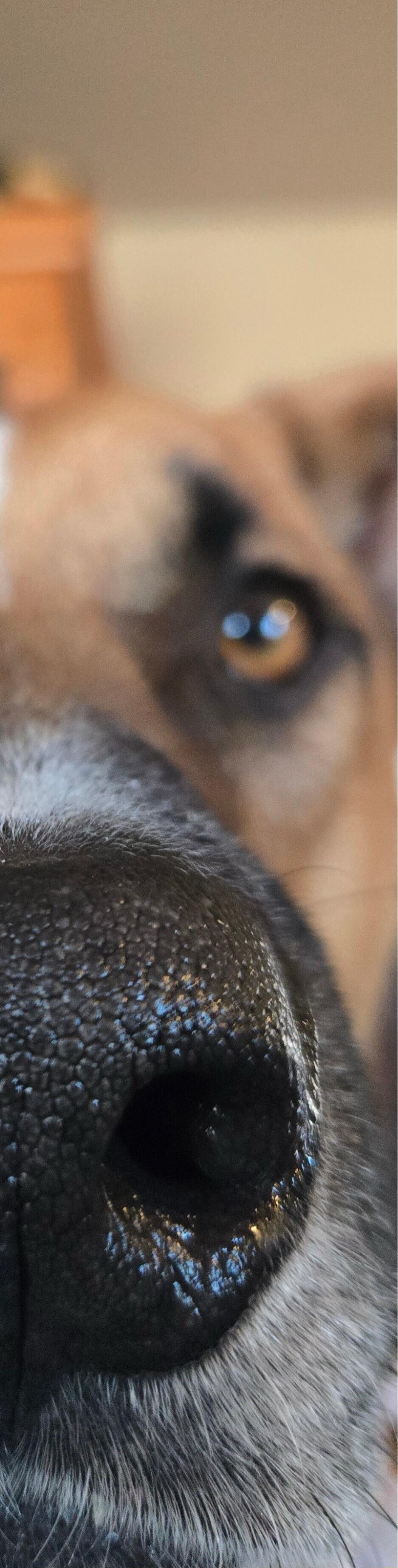 Close-up of a dog's nose.