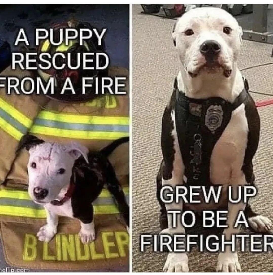 A RUPPY RESCUED ROM A FIRE N
