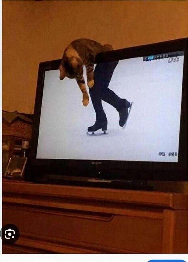 A cat is draped over the top of a television screen, creating an optical illusion where it appears to be holding onto the leg of a figure skater shown on the screen. The TV displays 'NHK BST LIVE' and some Japanese text in the corner.