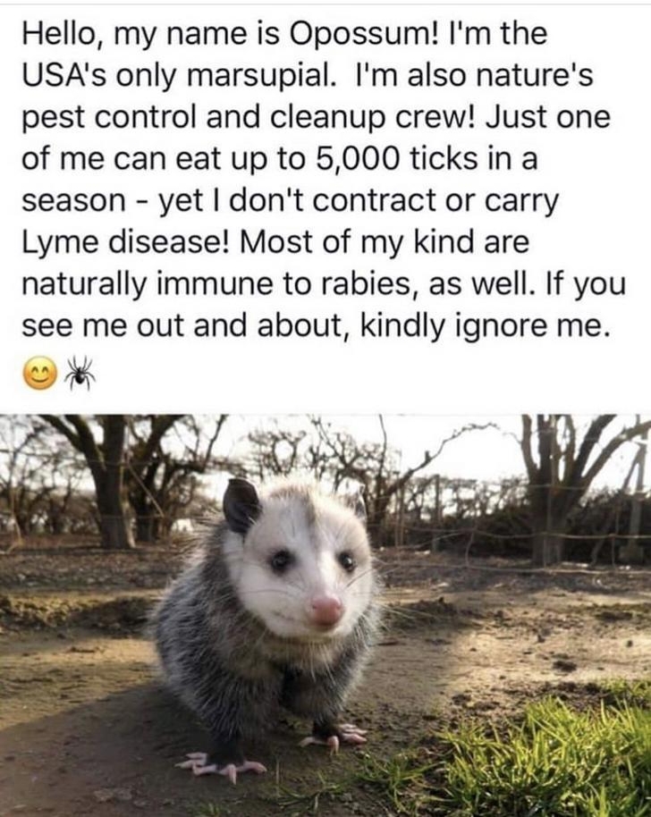 Hello my name is Opossum Im the USAs only marsupial Im also natures pest control and cleanup crew Just one of me can eat up to 5000 ticks in a season yet dont contract or carry Lyme disease Most of my kind are naturally immune to rabies as well If you see me out and about kindly ignore me