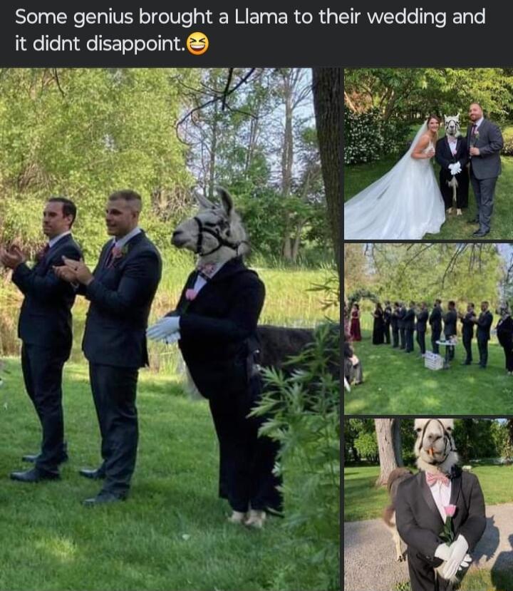 Some genius brought a Llama to their wedding and it didnt disappoint