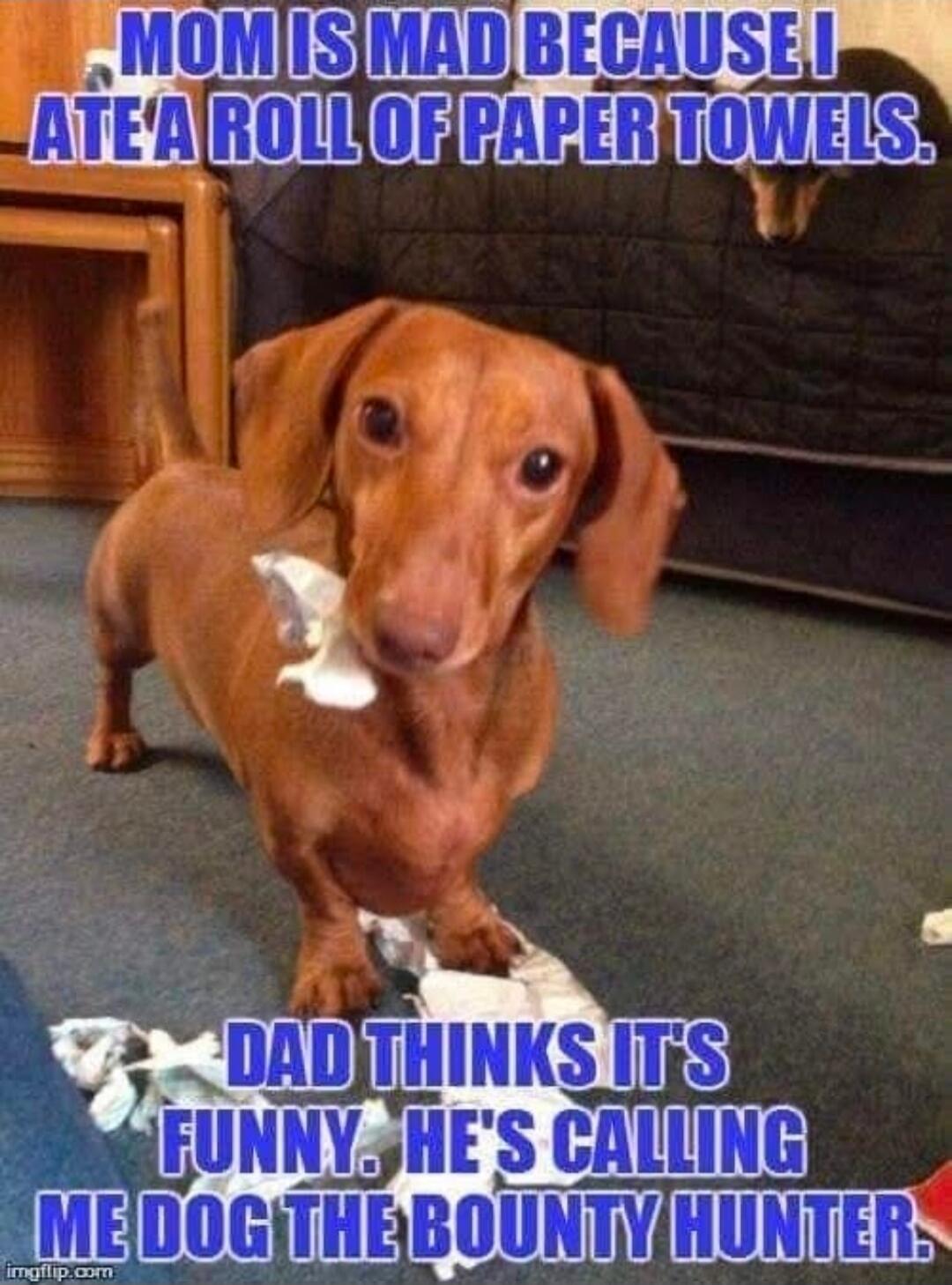 MOM IS MAD BECAUSE I ATE A ROLL OF PAPER TOWELS. DAD THINKS IT'S FUNNY. HE'S CALLING ME DOG THE BOUNTY HUNTER.