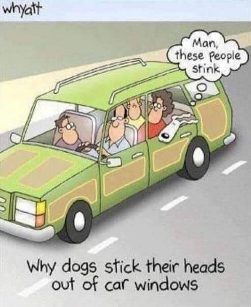 Man, these people stink. Why dogs stick their heads out of car windows.
