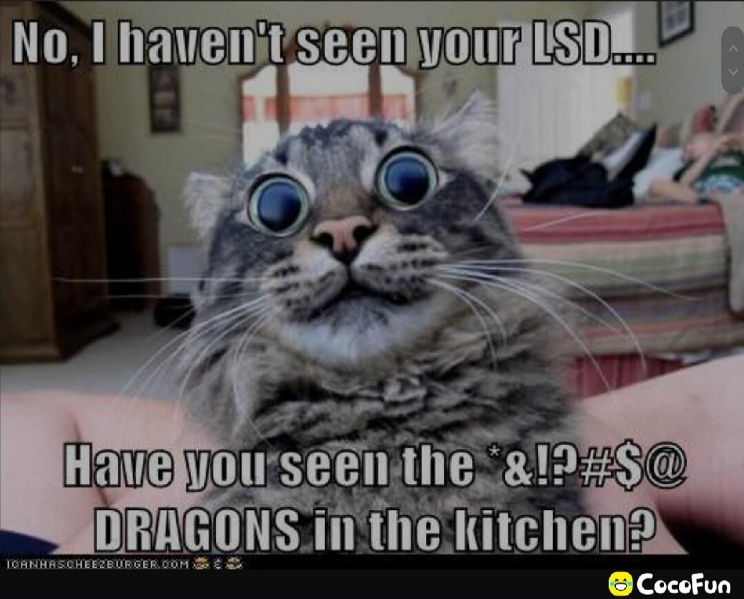No, I haven't seen your LSD... Have you seen the *!?#$@ DRAGONS in the kitchen?