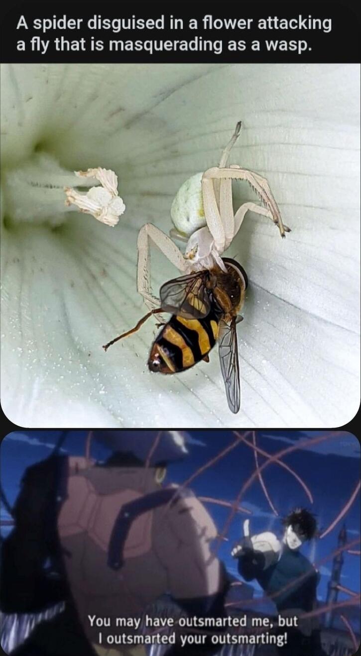 A spider disguised in a flower attacki ER A UE I ERCITEEL VESERYES AL BV TR ITE EL T DT outsmarted your outsmarting
