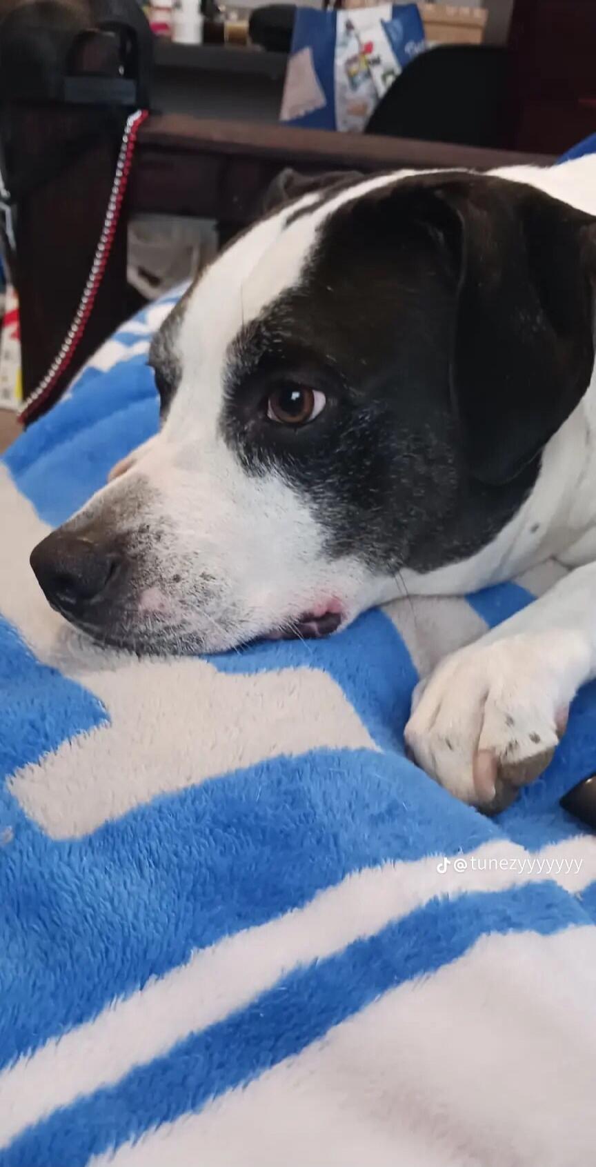 A black and white dog lying on a blue and white blanket.