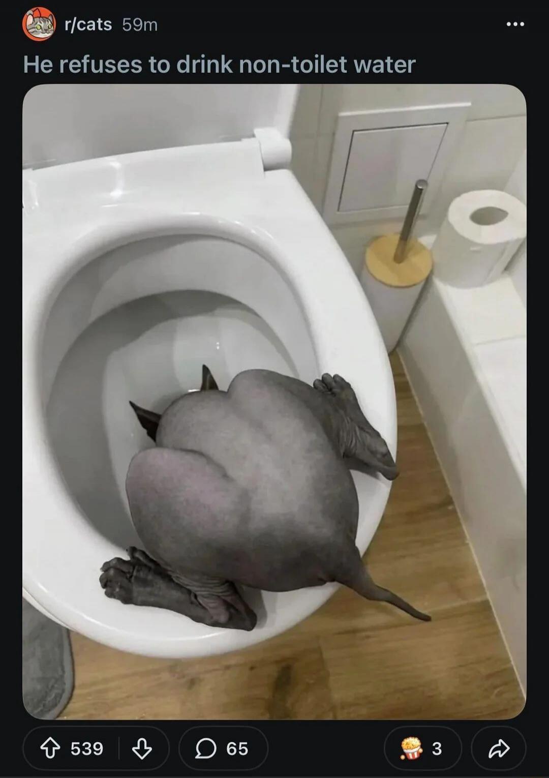 He refuses to drink non-toilet water