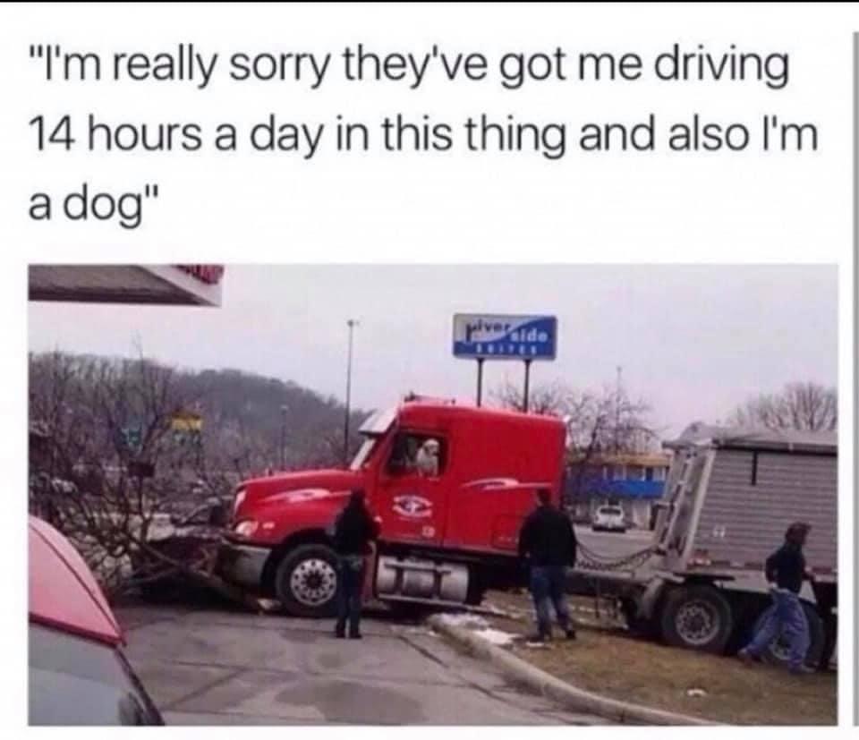Im really sorry theyve got me driving 14 hours a day in this thing and also Im adog