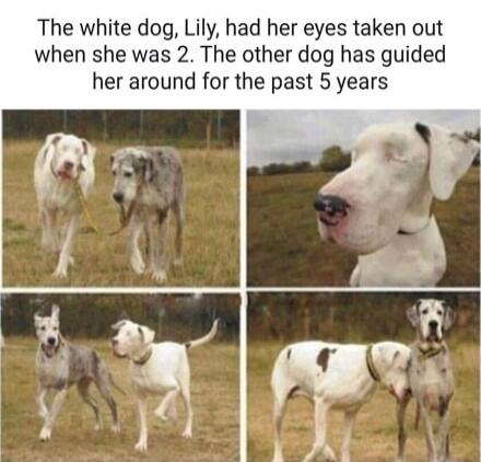 The white dog, Lily, had her eyes taken out when she was 2. The other dog has guided her around for the past 5 years