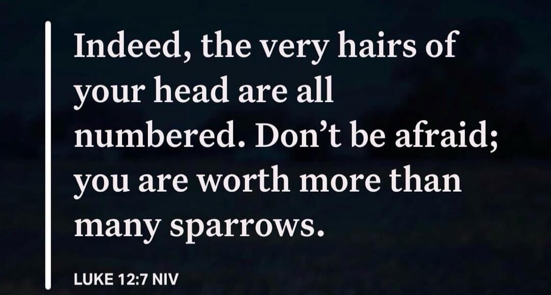 Indeed, the very hairs of your head are all numbered. Don't be afraid; you are worth more than many sparrows. LUKE 12:7 NIV