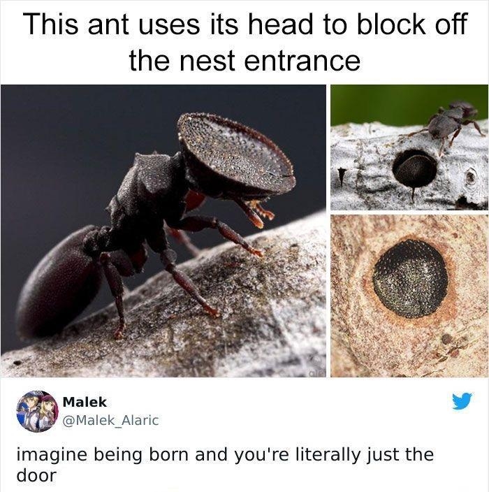 This ant uses its head to block off the nest entrance imagine being born and youre literally just the door 1026 PM Aug 31 2020 Q a973k