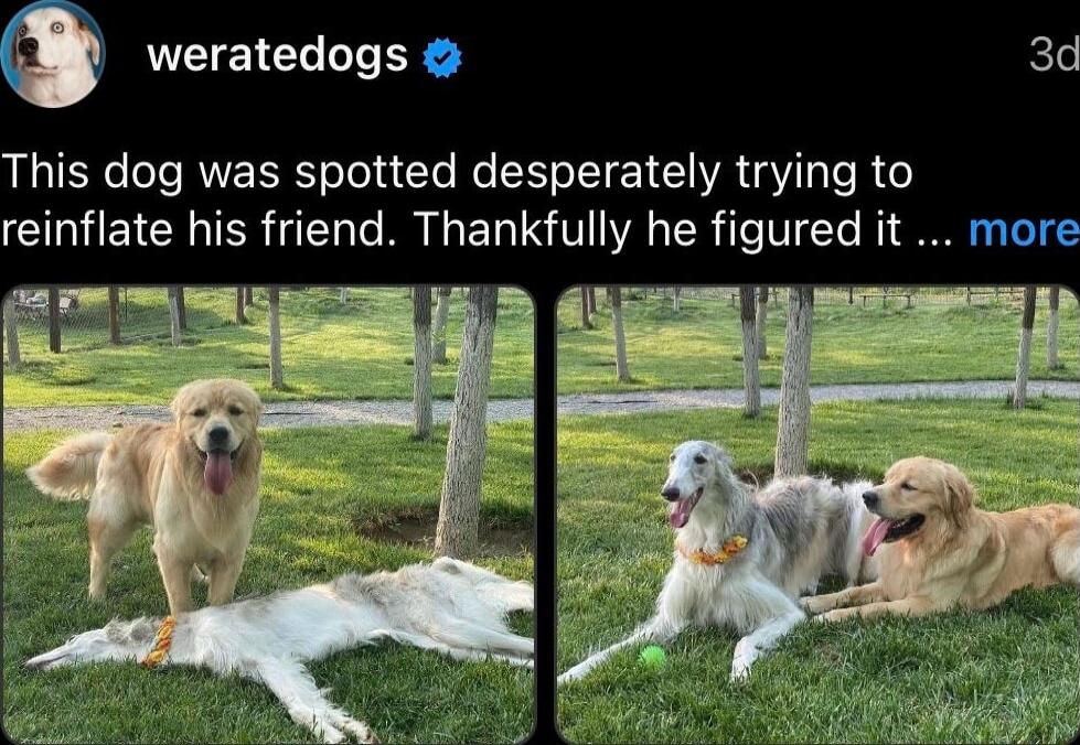 weratedogs This dog was spotted desperately trying to CIEICHTER T Te RN I ET ISV R e VYo NI RIS