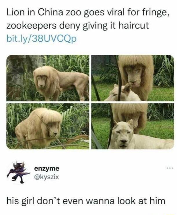 Lion in China zoo goes viral for fringe zookeepers deny giving it haircut bitly38UVCQp enzyme kyszix his girl dont even wanna look at him