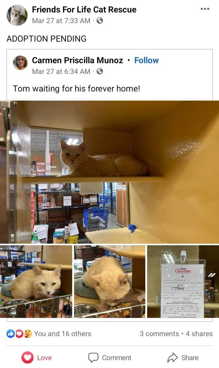 a Friends For Life Cat Rescue Mar 27 at 733 AM ADOPTION PENDING o Carmen Priscilla Munoz Follow Mar 27 at 634 AM Tom waiting for his forever home O You and 16 others 3 comments 4 shares Love D comment share
