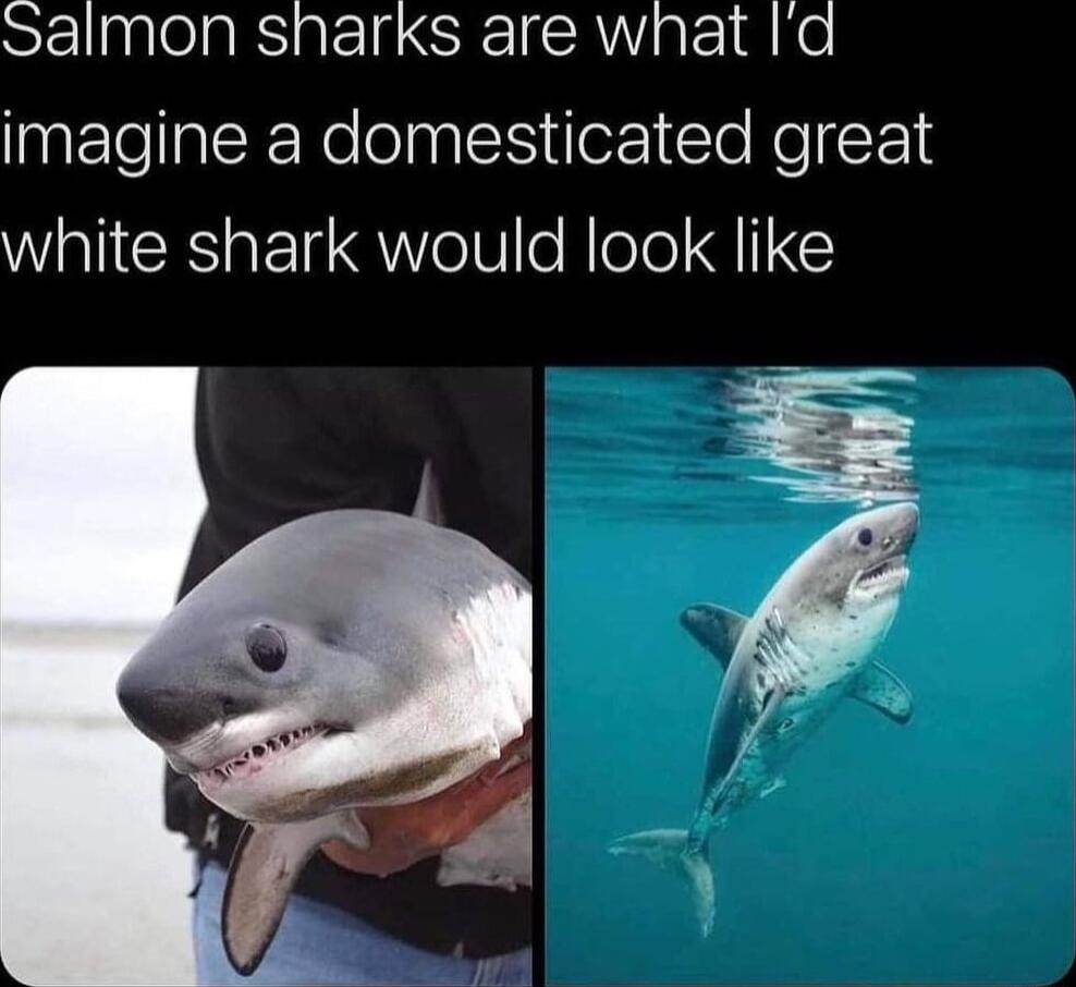 SEElnlelals atelg CREISAWaEE 1 e imagine a domesticated great white shark would look like