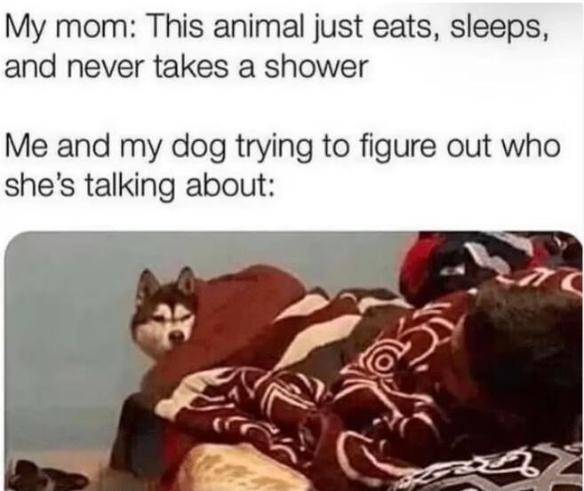 My mom This animal just eats sleeps and never takes a shower Me and my dog trying to figure out who shes talking about