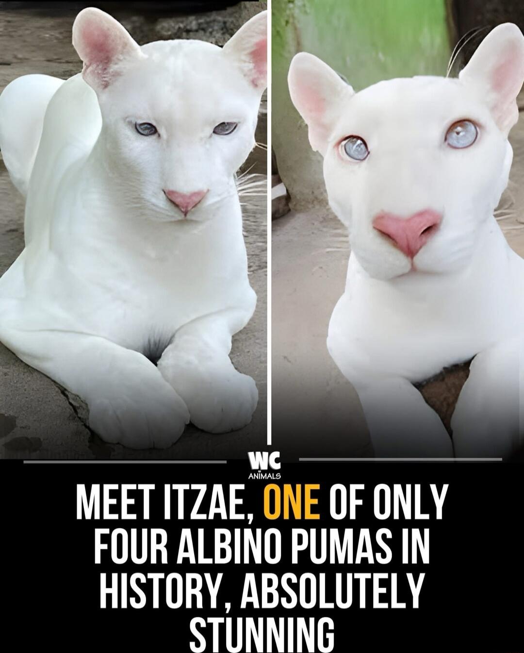 Meet Itzae, one of only four albino pumas in history, absolutely stunning