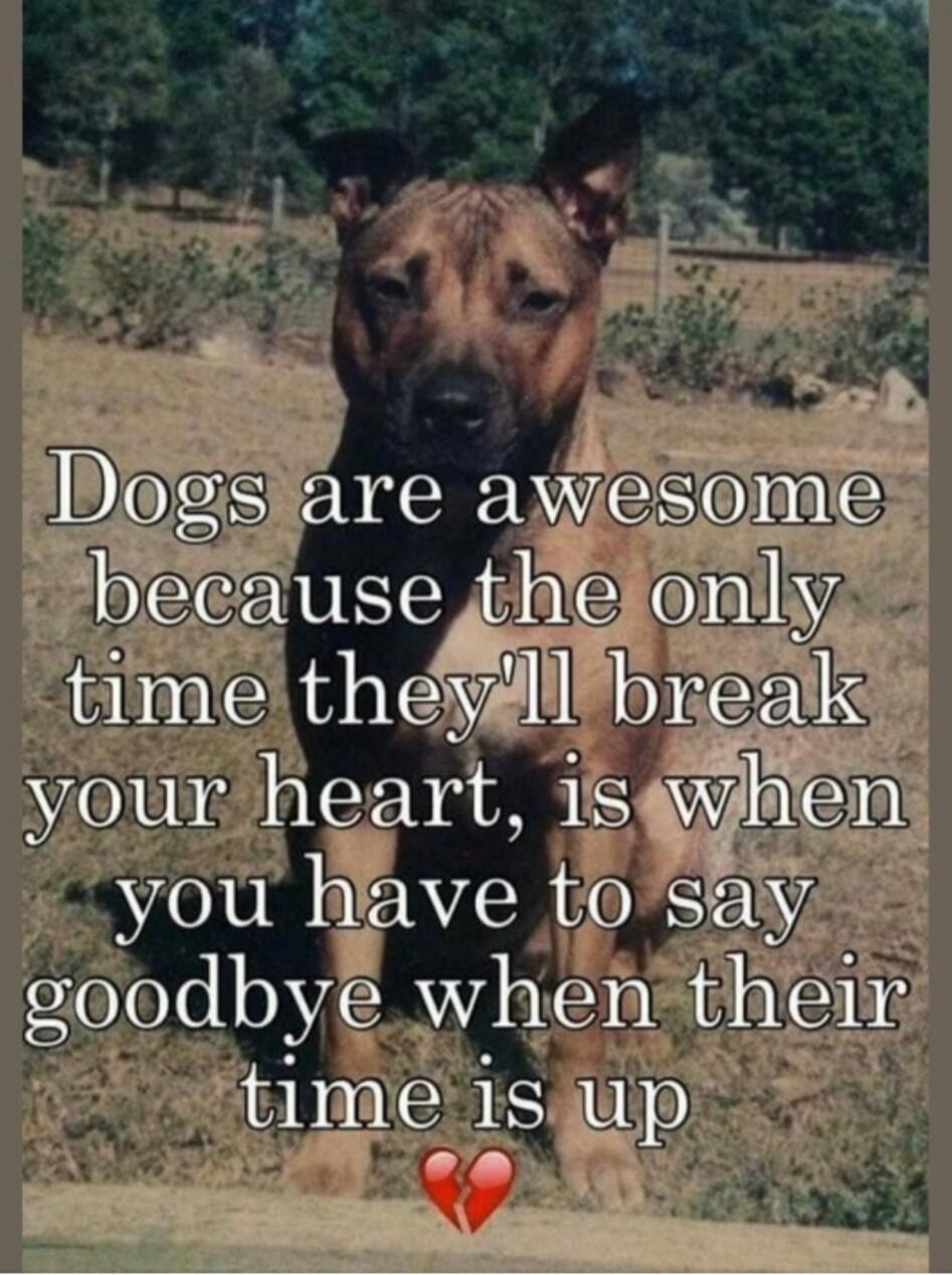 Dogs are awesome because the only time they'll break your heart, is when you have to say goodbye when their time is up 💔