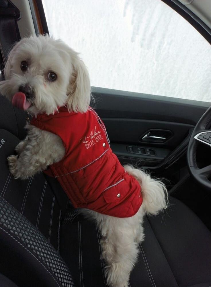 A small white dog, possibly a Maltese, wearing a red puffer jacket with 'Le Mother North Land NAUTIC HOTEL' written on it, is sitting in the passenger seat of a car. The dog is looking towards the camera with its tongue slightly out. The window in the background shows a snowy or frosty landscape.