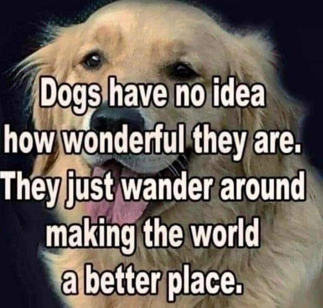 Dogs have no idea how wonderful they are. They just wander around making the world a better place.