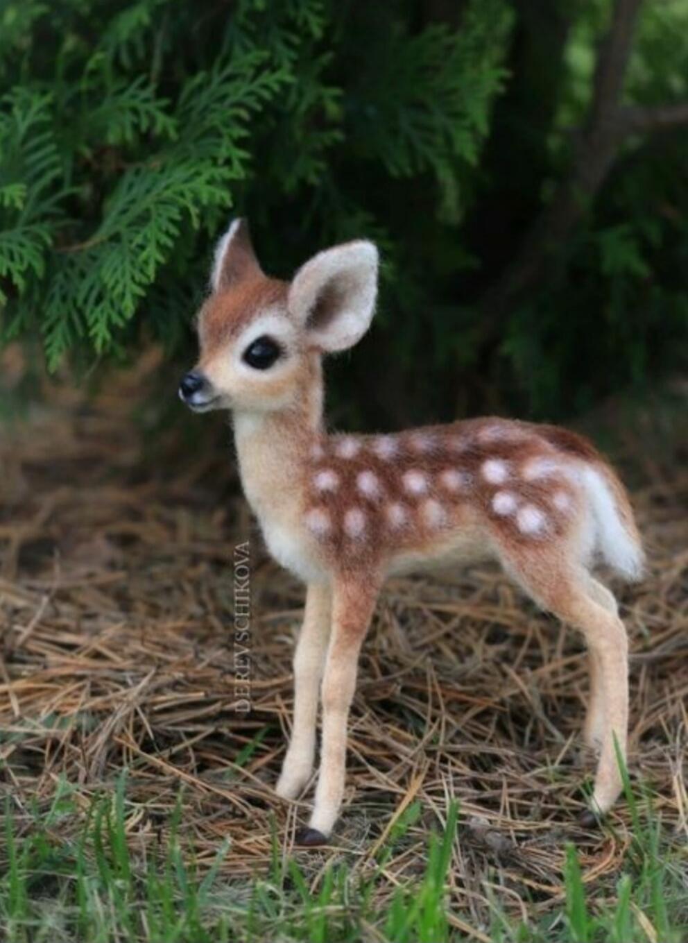 A young fawn (baby deer) with white spots standing on pine straw and grass.