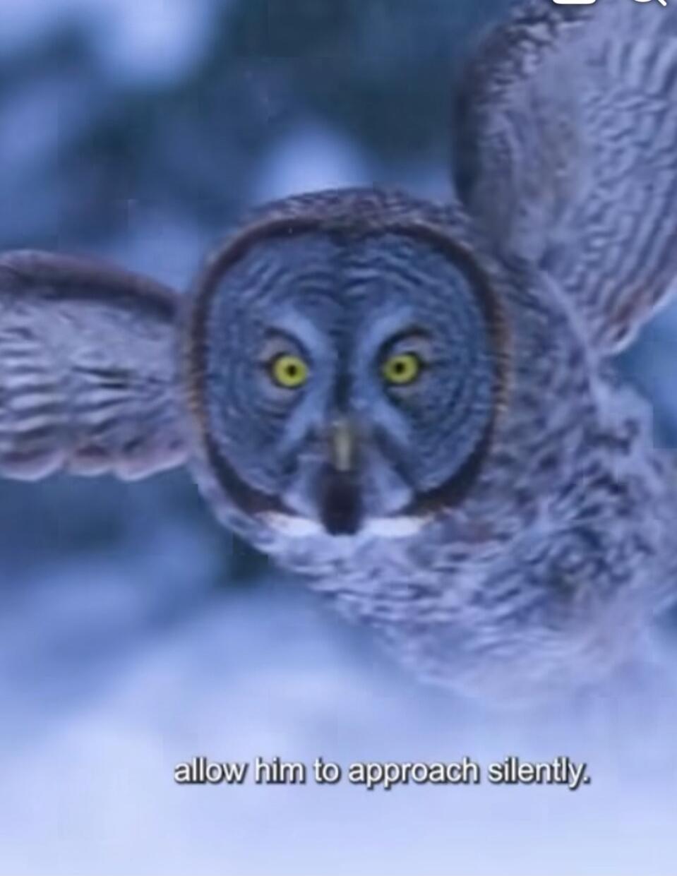 allow him to approach silently.