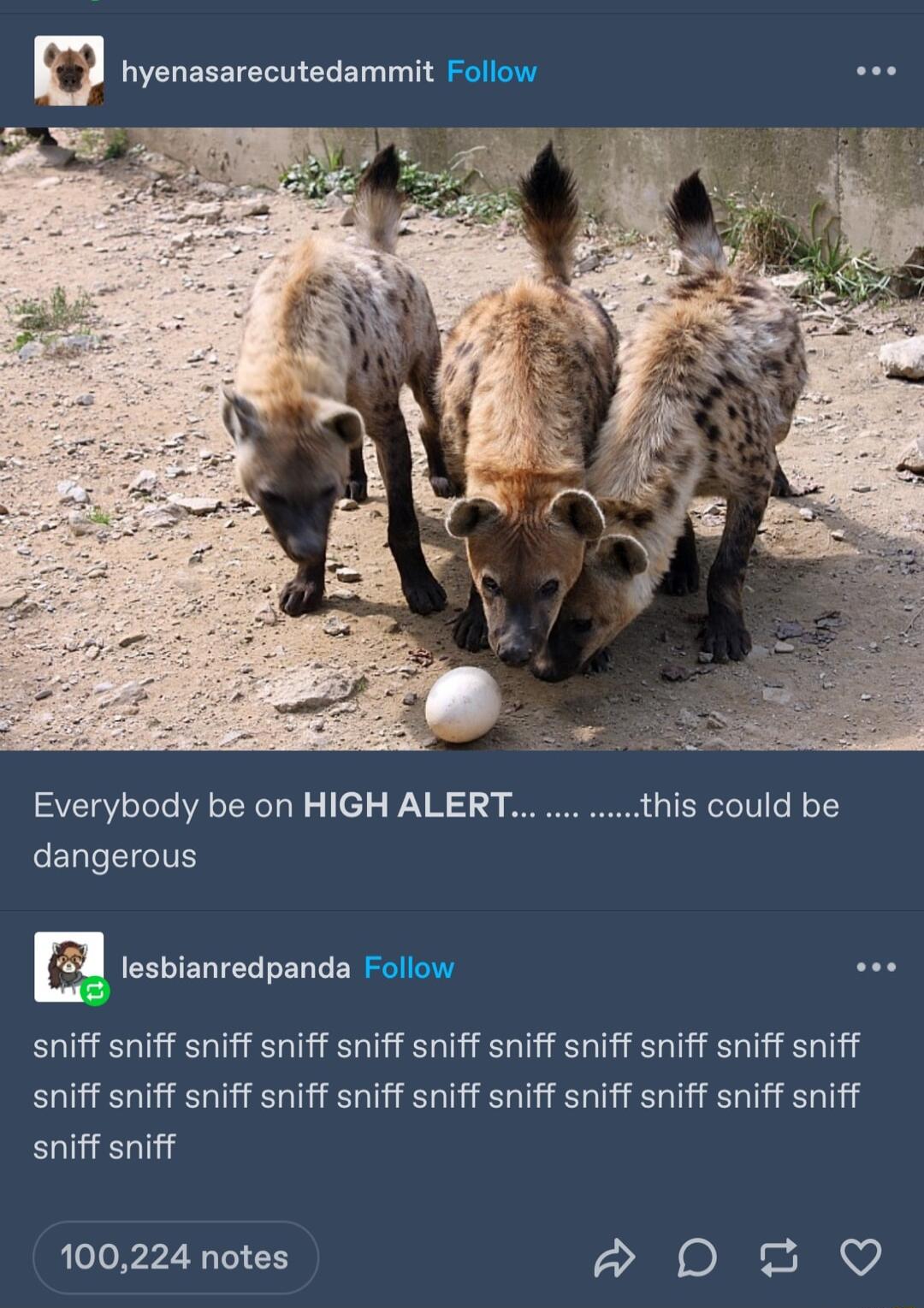 D hyenasarecutedammit Follow e o o Everybody be on HIGH ALER LELT IS E CEEELTELEL CEREEg wee sniff sniff sniff sniff sniff sniff sniff sniff sniff sniff sniff sniff sniff sniff sniff sniff sniff sniff sniff sniff sniff sniff sniff sniff 100224 notes DT O