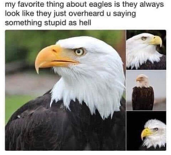 my favorite thing about eagles is they always look like they just overheard u saying something stupid as hell