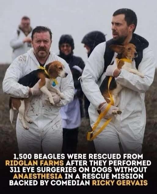 1,500 BEAGLES WERE RESCUED FROM RIDGLAN FARMS AFTER THEY PERFORMED 311 EYE SURGERIES ON DOGS WITHOUT ANAESTHESIA IN A RESCUE MISSION BACKED BY COMEDIAN RICKY GERVAIS