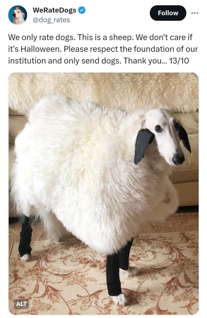 WeRateDogs dog rates We only rate dogs This is a sheep We dont care if its Halloween Please respect the foundation of our institution and only send dogs Thank you 1310 o