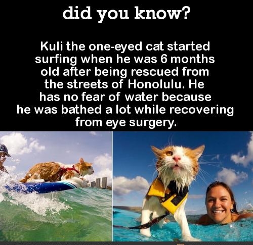 did you know Kuli the one eyed cat started surfing when he was 6 months old after being rescued from the streets of Honolulu He LESIUURCETEORVE CI TR he was bathed a lot while recovering from eye surgery